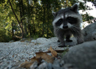 Friendly Racoon Sniffs Out Photographer  - Dec 2011