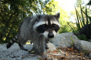 Friendly Racoon Sniffs Out Photographer  - Dec 2011