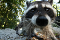 Friendly Racoon Sniffs Out Photographer  - Dec 2011