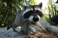 Friendly Racoon Sniffs Out Photographer  - Dec 2011