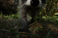 Friendly Racoon Sniffs Out Photographer  - Dec 2011