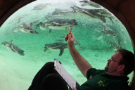 Inventur im Zoo von London