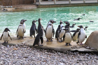 Inventur im Zoo von London