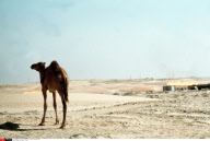DUBAI: OIL WELLS  - 1978