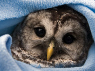 Ein verletzter Streifenkauz wird im Hope for Wildlife Rehabilitationszentrum in Kanada behandelt