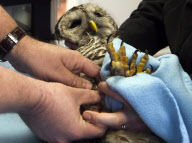 Ein verletzter Streifenkauz wird im Hope for Wildlife Rehabilitationszentrum in Kanada behandelt