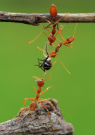 Ants play tug of war with a fly, Batam Island, Indonesia - 2011