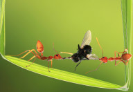Ants play tug of war with a fly, Batam Island, Indonesia - 2011