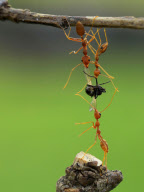 Ants play tug of war with a fly, Batam Island, Indonesia - 2011