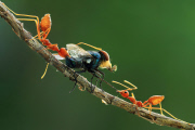 Ants play tug of war with a fly, Batam Island, Indonesia - 2011