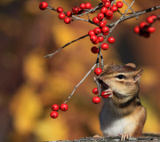 Chipmunk stuffs its cheeks full of berries, Ontario, Canada - 18 Nov 2011