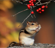 Chipmunk stuffs its cheeks full of berries, Ontario, Canada - 18 Nov 2011