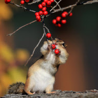 Chipmunk stuffs its cheeks full of berries, Ontario, Canada - 18 Nov 2011