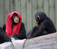 Sebastian and Mathias the chimpanzees play Little Red Riding Hood, Aalborg Zoo, Denmark - Dec 2011