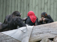 Sebastian and Mathias the chimpanzees play Little Red Riding Hood, Aalborg Zoo, Denmark - Dec 2011