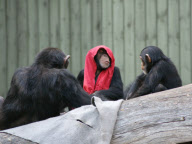 Sebastian and Mathias the chimpanzees play Little Red Riding Hood, Aalborg Zoo, Denmark - Dec 2011