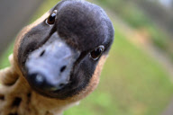 Wildfowl and Wetlands Trust (WWT) photography contest, Britain - 04 Jan 2012