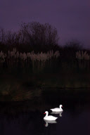 Wildfowl and Wetlands Trust (WWT) photography contest, Britain - 04 Jan 2012