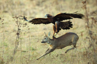 Golden eagle attempts to fly off with young deer during hunt, Liptovsky Hradok, Slovakia - 2011