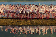 Wie John_Downer anderthalbmillionen Flamingos von oben fotografiert