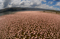 Wie John_Downer anderthalbmillionen Flamingos von oben fotografiert