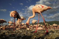Highlights 2012 - Unsere besten Tierfotos