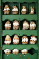 29 horses' teeth models go on display at the Whipple Museum of the History of Science, Cambridge, Britain - 05 Jan 2012