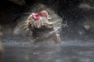 Snow monkeys splashing around in the river, Nagano, Japan  - 06 Jan 2012
