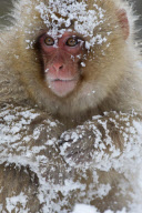 Snow monkeys splashing around in the river, Nagano, Japan  - 06 Jan 2012
