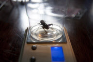 Cricket fighting, China - Oct 2011
