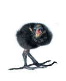 Baby Bird project by Gavin Parsons, Britain - Dec 2011