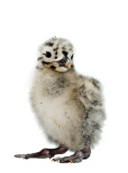 Baby Bird project by Gavin Parsons, Britain - Dec 2011