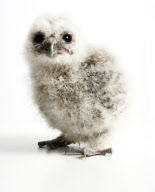 Baby Bird project by Gavin Parsons, Britain - Dec 2011