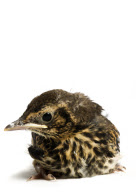 Baby Bird project by Gavin Parsons, Britain - Dec 2011