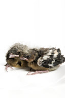 Baby Bird project by Gavin Parsons, Britain - Dec 2011