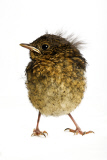 Baby Bird project by Gavin Parsons, Britain - Dec 2011