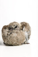 Baby Bird project by Gavin Parsons, Britain - Dec 2011
