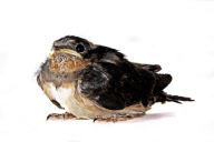 Baby Bird project by Gavin Parsons, Britain - Dec 2011