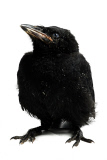 Baby Bird project by Gavin Parsons, Britain - Dec 2011