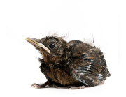 Baby Bird project by Gavin Parsons, Britain - Dec 2011