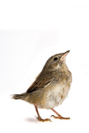 Baby Bird project by Gavin Parsons, Britain - Dec 2011