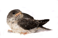 Baby Bird project by Gavin Parsons, Britain - Dec 2011