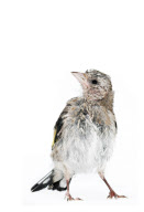 Baby Bird project by Gavin Parsons, Britain - Dec 2011