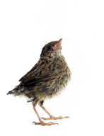 Baby Bird project by Gavin Parsons, Britain - Dec 2011
