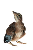 Baby Bird project by Gavin Parsons, Britain - Dec 2011