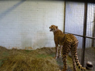 Illegaler Tierhandel: Gepard wird von der Zollbehörde am Heathrow Airport wegen des fehlenden Mikrochips beschlagnahmt