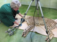 Illegaler Tierhandel: Gepard wird von der Zollbehörde am Heathrow Airport wegen des fehlenden Mikrochips beschlagnahmt