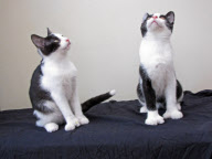 Polydactyl cats Fred and Ned who have an extra 18 toes between them at Cats Protection, Gosport, Hampshire, Britain - 05 Jan 2012