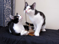 Polydactyl cats Fred and Ned who have an extra 18 toes between them at Cats Protection, Gosport, Hampshire, Britain - 05 Jan 2012