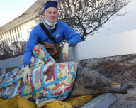 Beached Dolphins Rescued on Cape Cod
